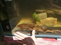 Goonch Catfish + set up