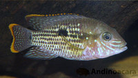 Orange/Gold Saums - Andinoacara rivulatus sp. Rio Esmeraldas - F1