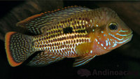 Wild Caught - Andinoacara rivulatus sp. Rio Esmeraldas x4