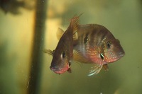 Male Festae/Red Terror and Escondido Carpintis for sale