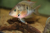 Male Festae/Red Terror and Escondido Carpintis for sale