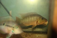 Male Festae/Red Terror and Escondido Carpintis for sale