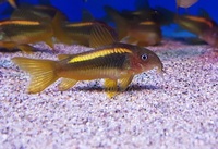 Maidenhead Aquatics @ Rutland, Corydoras in stock 21/01/18