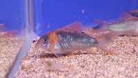 Maidenhead Aquatics @ Rutland, Corydoras in stock 21/01/18