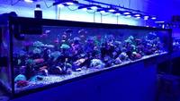 SPS & LPS Coral