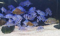 F1 Zaire Moba Juvies (ALL SOLD)