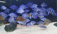 F1 Zaire Moba Juvies (ALL SOLD)