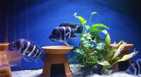 F1 Zaire Moba Juvies (ALL SOLD)