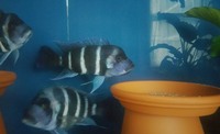 F1 Zaire Moba Juvies (ALL SOLD)
