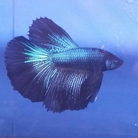 Aquatic Finatic – Stock List & Offers -