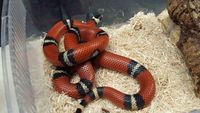 AQUATIC FINATIC NORTHALLERTON REPTILE STOCK LIST