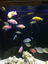 Large fish for sale - Leicester