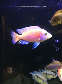 Large fish for sale - Leicester