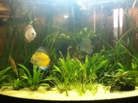 Juwel Trigon 190L Aquarium Setup