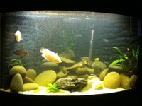 Juwel Trigon 190L Aquarium Setup