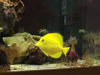 Reluctant Marine Tank Shutdown