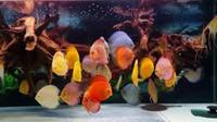 OVER 1000 DISCUS FISH , CHESHIRE OAKS DISCUS , WATCH THE VIDEO