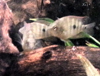 Midas Cichlids for sale