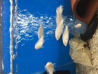 Albino dolphins