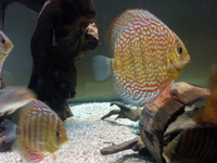 Young discus.