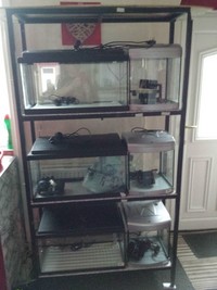 Bargain 6 fish tanks and stand