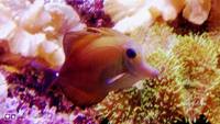 Live rock, Marine fish, in matured 1000L aquarium with all inclusive for sale .