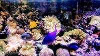 Live rock, Marine fish, in matured 1000L aquarium with all inclusive for sale .