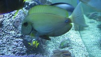 white-freckled Acanthurus maculiceps - VERY RARE marine fish cuc rare