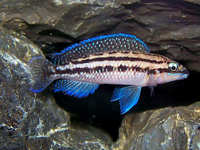Malawi and Tanganyikan Cichlids