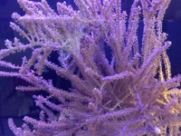 Corals etc for sale OXFORD