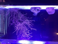 Corals etc for sale OXFORD