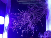 Corals etc for sale OXFORD