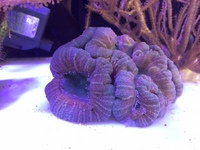 Corals etc for sale OXFORD