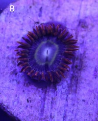 Marine Zoa Frag Rainbow Hornet