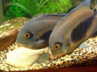 Tropical Fish For Sale Uaru Cichlids