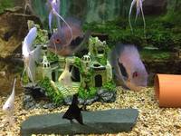 Tropical Fish For Sale Uaru Cichlids