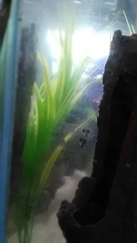 For sale 4x Glass Catfish(Wirral)
