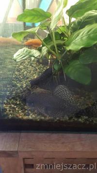 Anubias and guppies fish