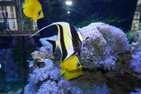 4x2x2 Full Marine System for Sale