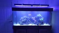 Large Marine Aquarium & Livestock