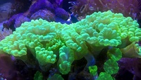 Staghorn (Bali Slimer), Green Leathers, Toxic Green Candy Cane, Fire & Ice Zoas, Frags