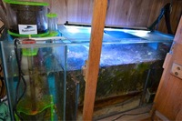 Full set up Marine reef system with sump andall livestock 5ft