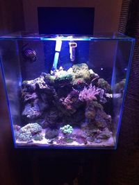 Modified Fluval Edge 46 Litre Marine Fish Tank with a Ultrabrite light system, Fluval Edge Black Stand, equipment and livestock