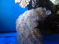 Soft coral for fragging