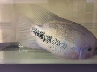 Vieja synspila £35