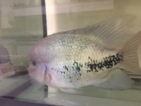 Vieja synspila £35