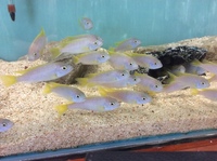 Malawi Mbuna juveniles for sale lots of choice only £4 each