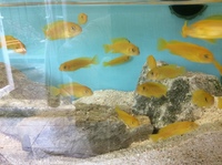 Malawi Mbuna juveniles for sale lots of choice only £4 each
