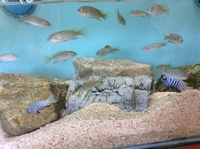 Malawi Mbuna juveniles for sale lots of choice only £4 each