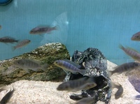 Malawi Mbuna juveniles for sale lots of choice only £4 each